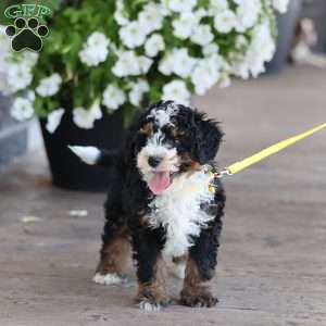 Levi, Mini Bernedoodle Puppy
